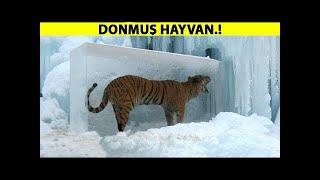 Buzun İçinde Donmuş Bulunan 10 Hayvan!