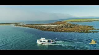 Puffin Watching from Reykjavik with Special Tours