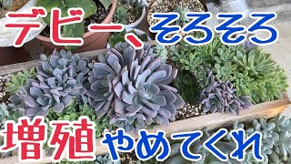 多肉植物　デカすぎデビーのお引越し大作戦が終わらんw 変わり映えないつまらん動画です