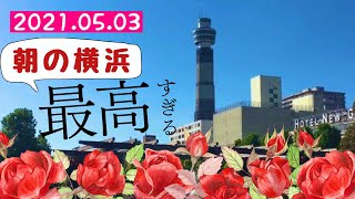 【お散歩4】【お散歩】【バラ】【観光】横浜・関内、山下公園周辺のお散歩