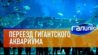 Галилео 🐟 Переезд гигантского аквариума