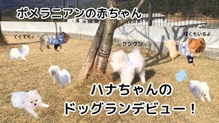 ポメラニアンのハナちゃん、ドッグランデビュー！