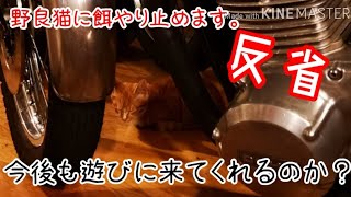 [野良猫]　餌やり止めます。[反省]