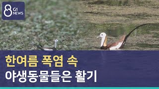 [G1뉴스]한여름 폭염 속 야생동물들은 활기