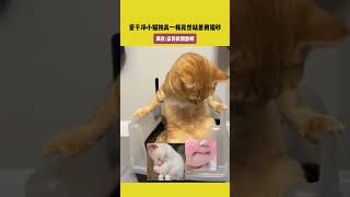 爱干净小猫独具一格竟然站着用猫砂，网友：姿势很别致啊 #宠哈哈