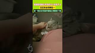 # 懂事的小猫谁养谁不迷糊 # 这样的猫孩子谁不爱 # 它真的好像个小宝宝