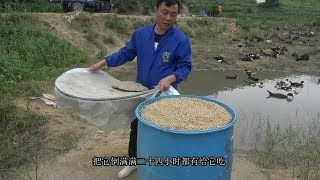 老林赶野 农村小伙养鸭有奇招，三天喂一次，小鸭不愁饿肚子