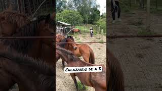 Cómo enlazar 3 caballos  con el pie 🦶