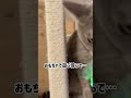 兄妹猫を見守る姿が想像の斜め上すぎたｗｗｗ shorts 猫