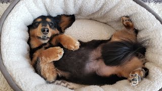 愛犬に購入して良かったものベスト3を紹介します【ダックスフンド】