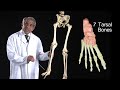 the foot bones anatomy tutorial