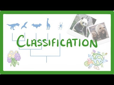 GCSE Biology – Classification #80