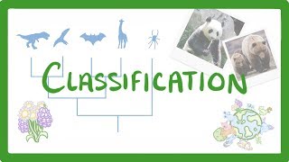 GCSE Biology - Classification  #80