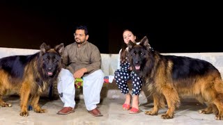 Punjab ke Sabse Bade German Shepherd Biggest German Shepherd In Punjab K.G.F