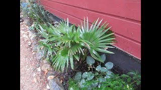 Growing Livistona chinensis Palm in a Colder climate