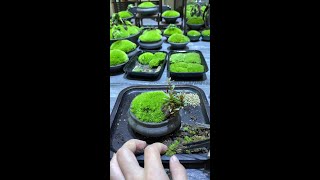 👍moss garden moss bonsai handmade art cute 😊苔藓 盆栽手作👍Chinese nana works welcome to subscribe #shorts