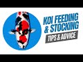 How Many Koi in a Pond? Koi Feeding Advice