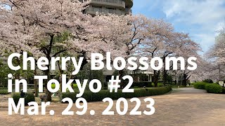 Cherry blossoms in Tokyo Mar. 29. 2023  No.2,  隅田川沿いの桜