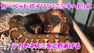 190㎝のカーペットパイソンにネズミを２匹あげる【10倍速再生】Carpet Python Eating rat