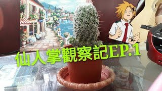 《仙人掌觀察記》EP.1―如何種仙人掌？多久澆一次水？影片內通通為你解答【黃阿嵐】