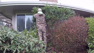 Nathan Desquarifies a Sheared Camellia