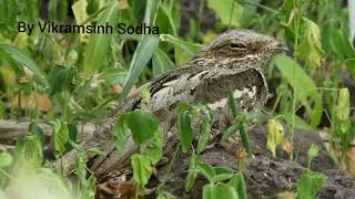 European nightjar .