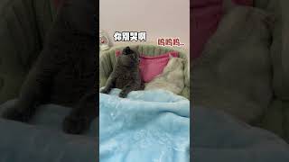 【牟小琳的一家】甜死我啦！連小貓咪談戀愛都這麽卷了嗎？#家有萌寵 #貓裏貓氣#治愈貓咪#shorts