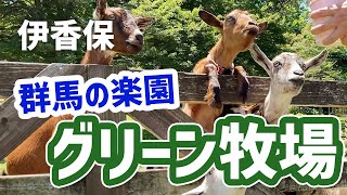 【グリーン牧場】シープドッグショーで牧羊犬の本気(ガチ)をみた【群馬県渋川市/伊香保】