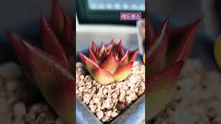 ❤레드렌스 다육이 하엽정리 하다가 예쁜모습 남겨요❤️#레드렌스 #shorts #다육이키우기 #多肉植物 #succulentplant