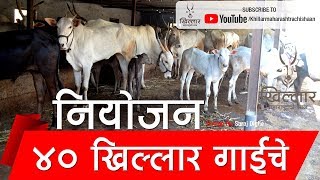 Khillar Maharashtrachi Shaan । नियोजन - ४० खिल्लार गाईचे । २०१९ । Khillar