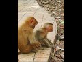 Small Monkey foraging with big sister #shorts #monkeyvideo #babymonkey #monkeys #animals #funny