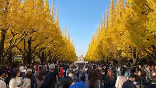 ライブ | 東京秋散歩 | 北参道 - 千駄ヶ谷 - 国立競技場 - 明治神宮外苑いちょう並木