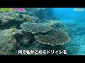 高知県大月町でサンゴ観察！沖縄との違いは？