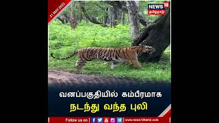 Tiger | வனத்துறை வாகனம் முன்பு கம்பீரமாக நடந்து வந்த புலி | Bandipur Tiger Reserve