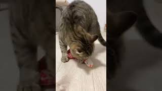 おもちゃを取ろうとしたら怒られました。 #猫 #cat #猫動画