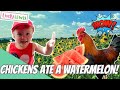 Our Chickens Eat a Watermelon!