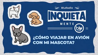 ¿Cómo viajar en avión con su mascota? #InquietaMente