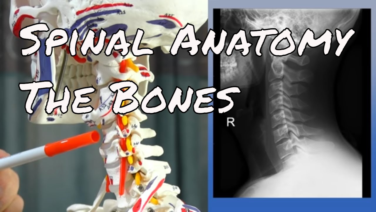 Spinal Bones Anatomy Spine Anatomy