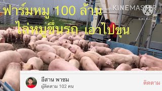 ฟาร์มหมู 100 ล้านไล่หมูขึ้นรถไปขุน เขาทำยังไงมาดูกันครับ pig farm in Korea