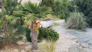 Rehoboth Beach Delaware Palm Trees Summer 2024