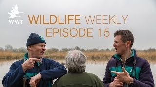 Wildlife Weekly Slimbridge - Episode 15 (Feat. Bill Oddie)