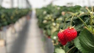 【川越TV公式】春の小江戸BERRYでイチゴ狩り🍓