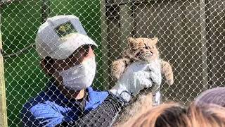 ツシマヤマネコ アニマルトーク開始前です〜♪ 東山動植物園にて　2023年9月23日