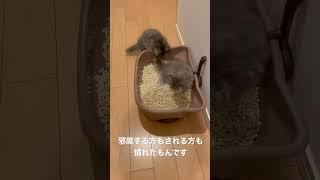 仔猫のトイレを邪魔する仔猫