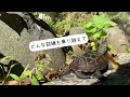 《8》クサガメのお散歩 人懐っこい子亀のジョジョが可愛い過ぎました。baby turtle walk