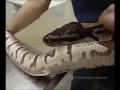 Problemas respiratorios en serpiente - Capítulo 28 Veterinaris TV3