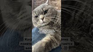 Уже все ясно 💯😀 #music #love #таро #cat #catlover #tarot #кот #врек #котик #котики