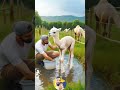 man help a newborn baby camel 🐪 camel animals crocodile river humanity babyanimal shortsviral