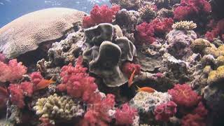 Coral Reef With Red Dendronephthya Soft Corals (Carnation Coral)