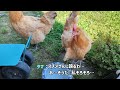 インコを自分のむね肉に乗せて遊んであげるにわとり